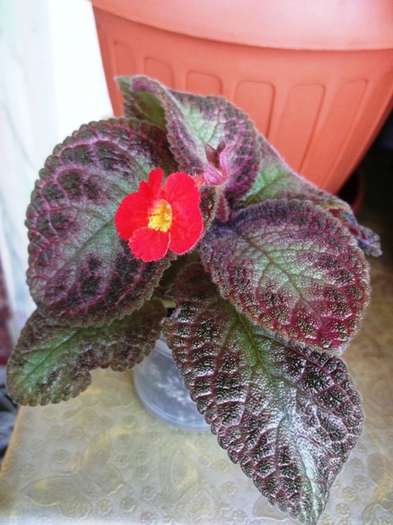 Jim's Pink Heaven (1) - Episcia