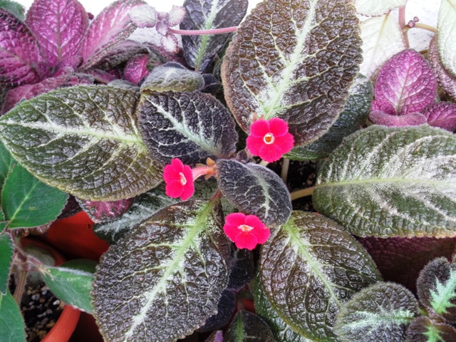 Guacam. - Episcia