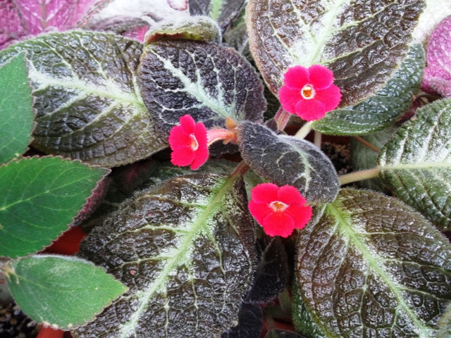 Guacam. (1) - Episcia