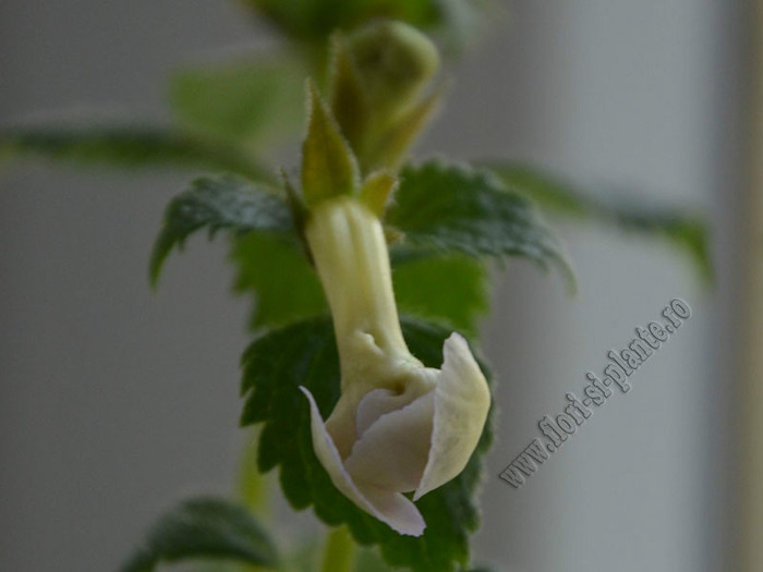 Achimenes Icy Volga; 2012
