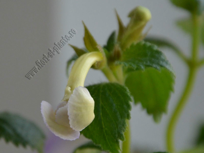 Achimenes Icy Volga - ACHIMENES II
