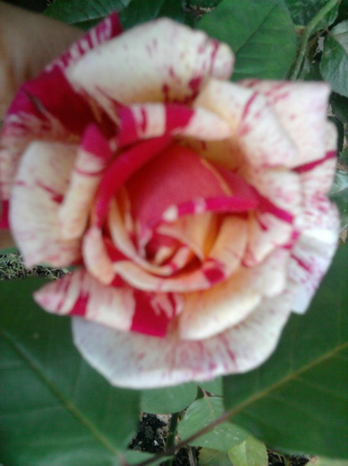 Fotografie1546 - trandafiri