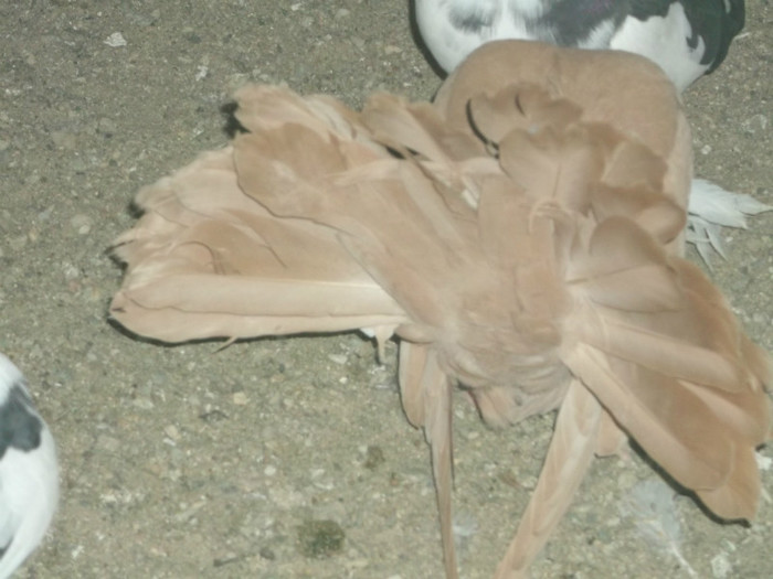 Picture 5339 - FERMA LEONTE 2012