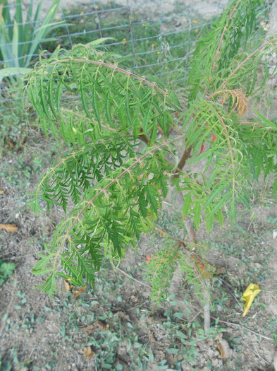 rhus typhina