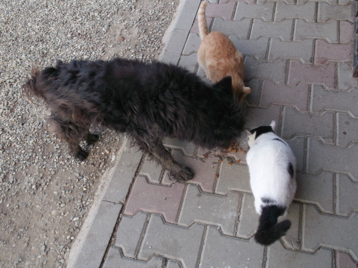 ....SI ......AU VENIT