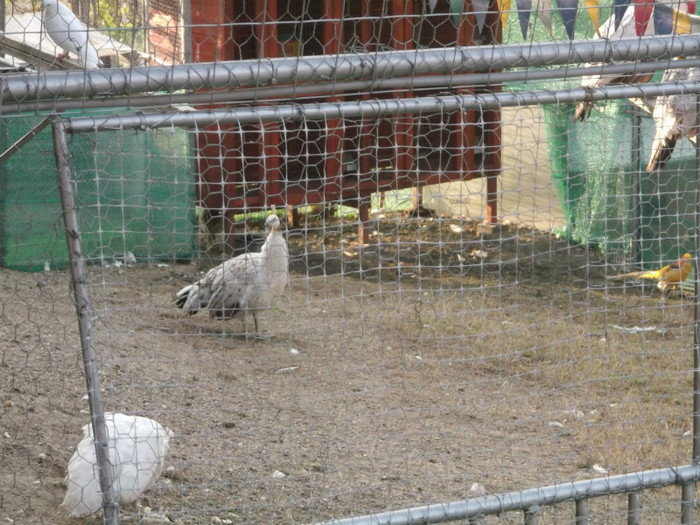 IAR VIN STRAINI AICI?