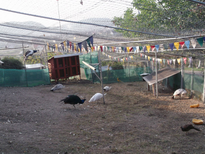 Picture 5420
