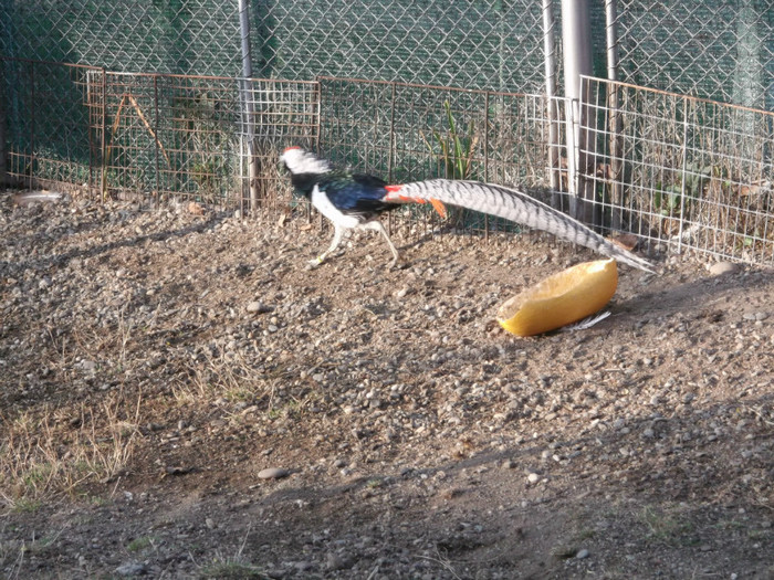 PATRULA DE ZI
