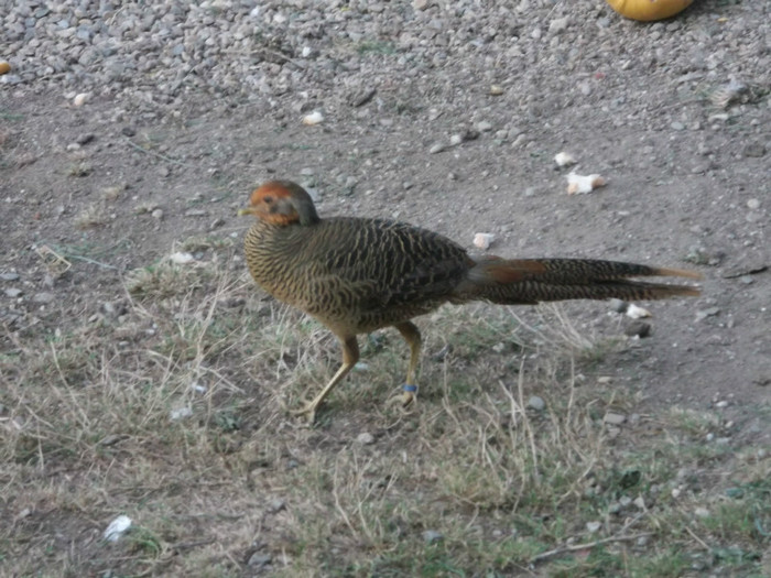 Picture 5425