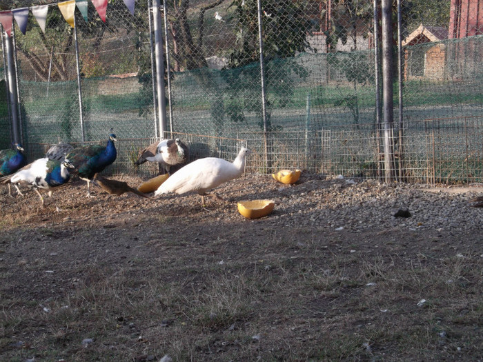 Picture 5429