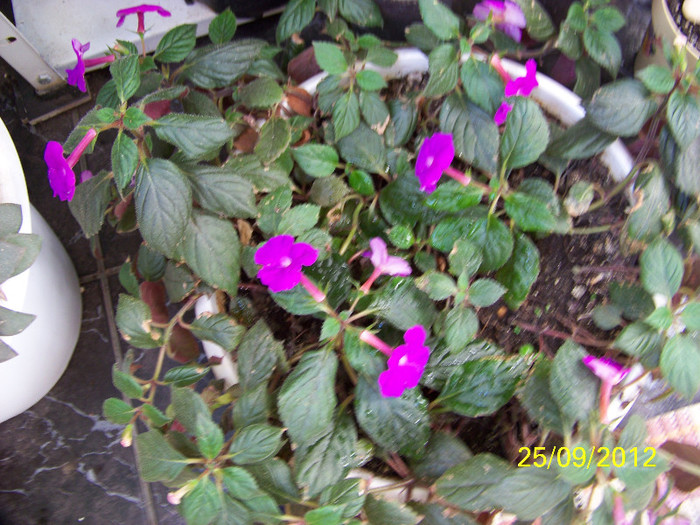 367_8801 - achimenes 2012-2013