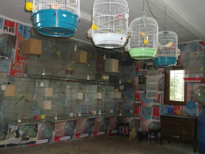 CANARI