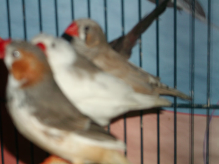 Picture 5523