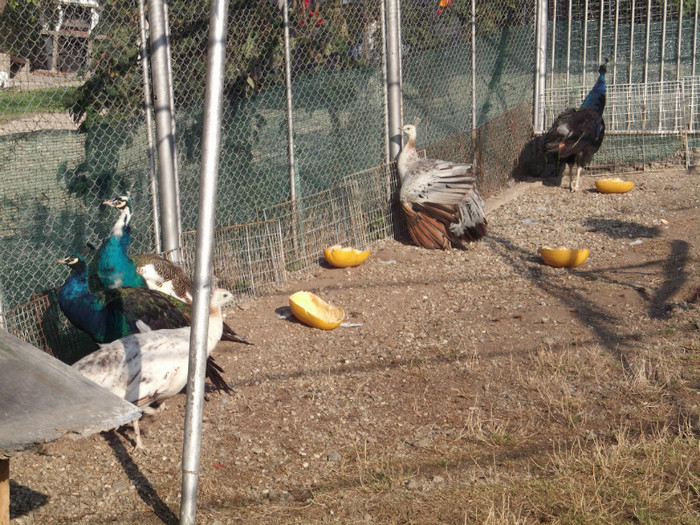 Picture 5568