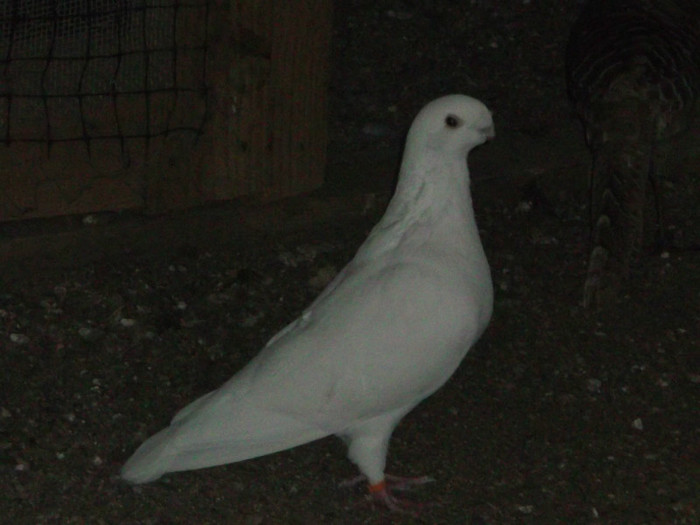 Picture 5571