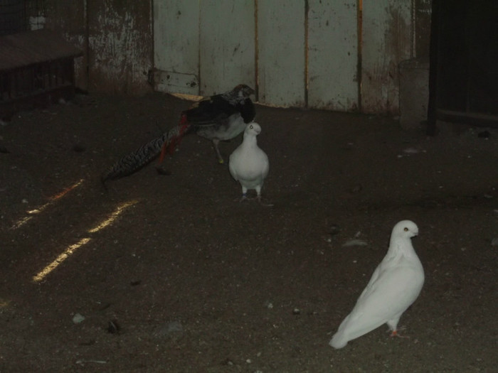 Picture 5573