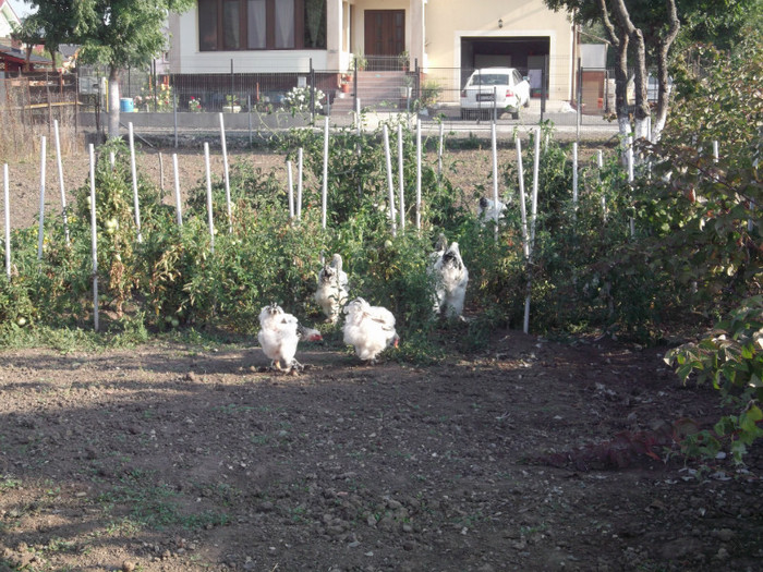Picture 5626