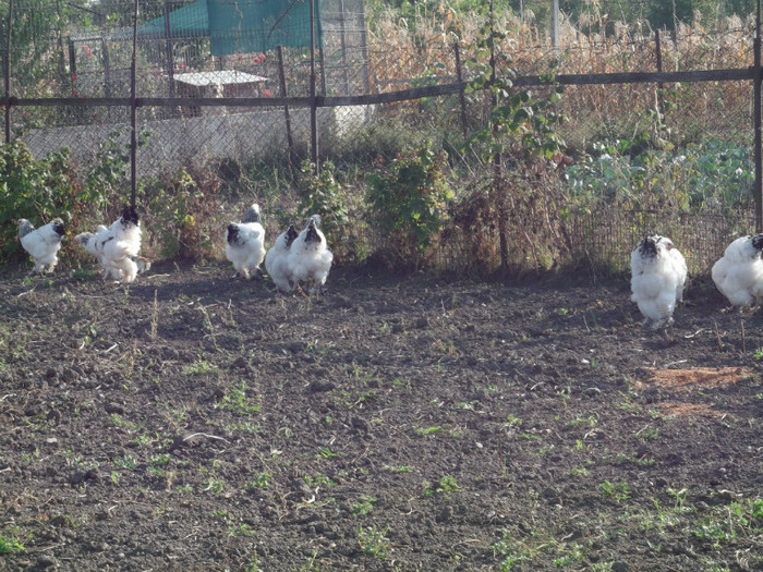 Picture 5629