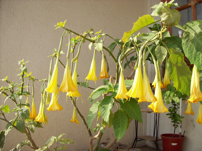 100_7009; brgmansia  galbena
