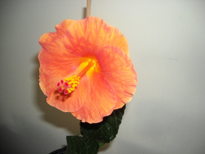 Hibiscus Viky Orange