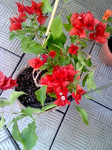 tomato red -50 plante mature-momentan epuizat - Bougainvillia