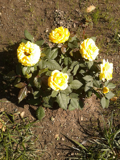 2012-09-27 11.33.20 - trandafirii mei
