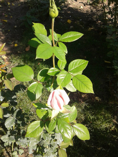 2012-09-27 11.34.11 - trandafirii mei