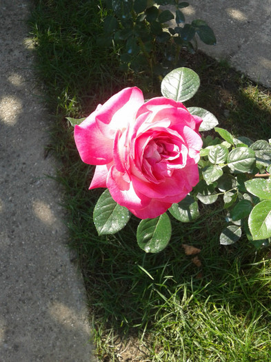2012-09-27 11.34.24 - trandafirii mei