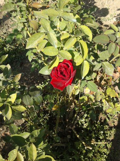 2012-09-27 11.35.53 - trandafirii mei