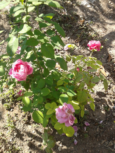 2012-09-27 11.36.18 - trandafirii mei