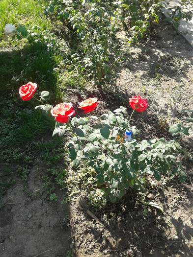 2012-09-27 11.36.40 - trandafirii mei