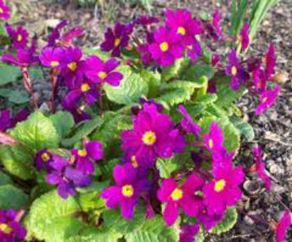 primula
