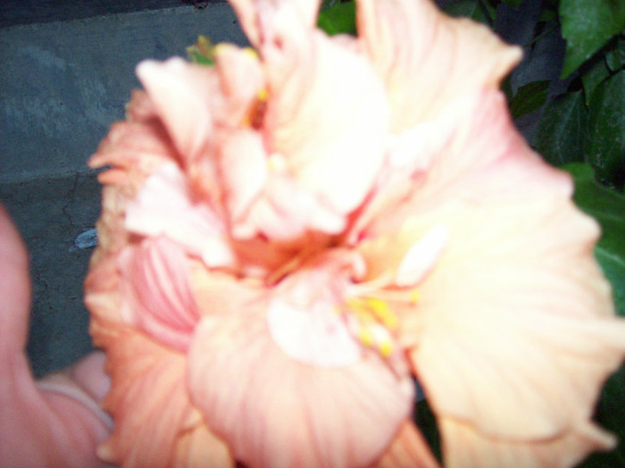 100_7079