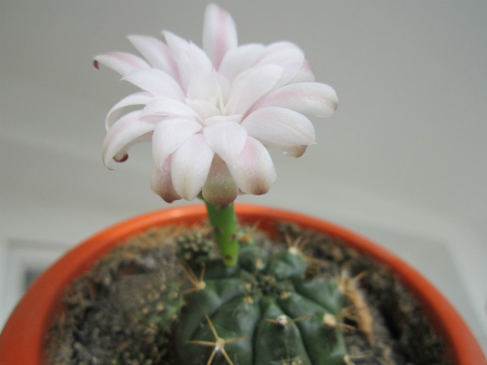 Gymnocalycium