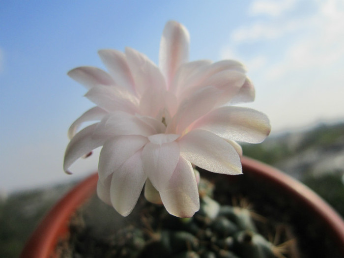 Gymnocalycium