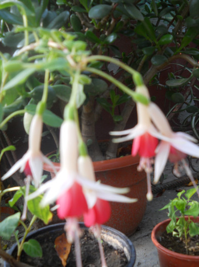 DSCN3475
