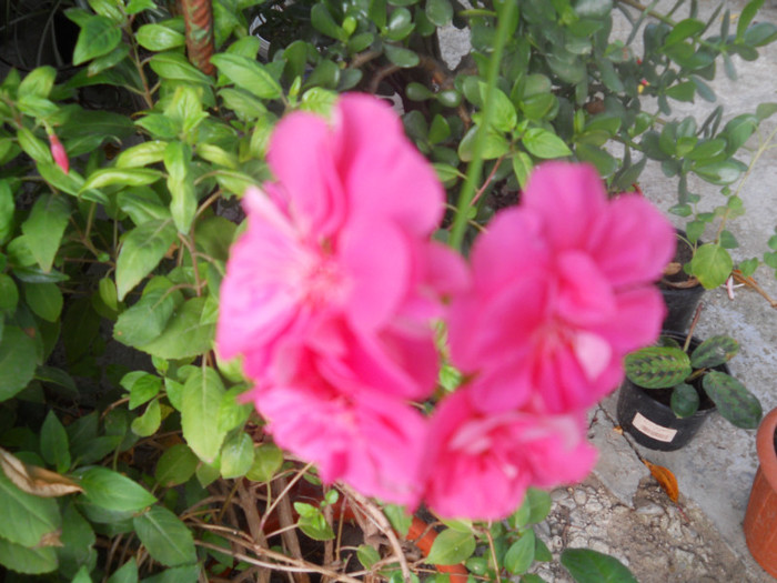 DSCN3477