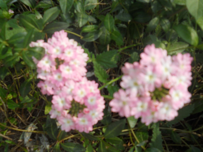 DSCN3482