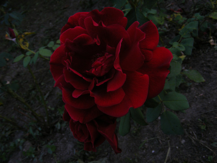 DSCF1338 - Trandafiri