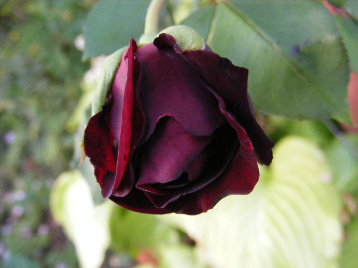 DSCF2057 - Trandafiri