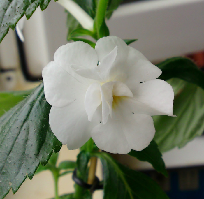  - Achimenes 3