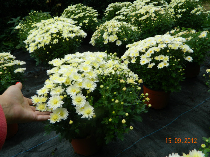DSCN1965 - Crizanteme 2012