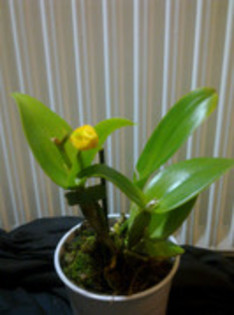 8 - orhidee la gramada