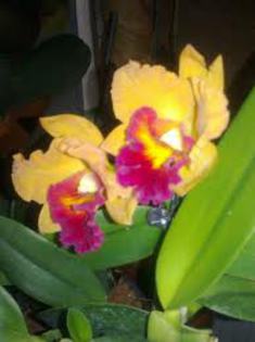 floare 1,2, - orhidee la gramada