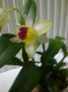 floare 3,11 - orhidee la gramada