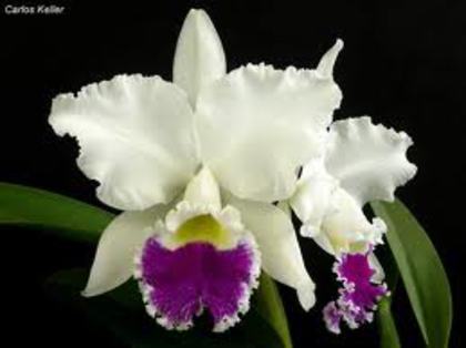 floare 5 - orhidee la gramada