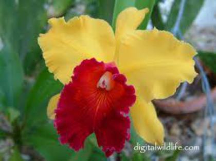floare 7,16 - orhidee la gramada