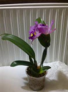 floare 9 - orhidee la gramada