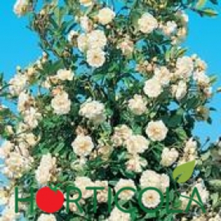 p-1711-0-virgo - Info trandafiri urcatori