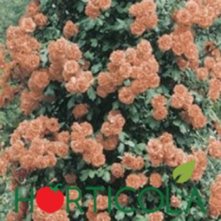 p-3996-0-orange - Info trandafiri urcatori